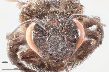 Media type: image;   Entomology 810855 Aspect: head frontal view